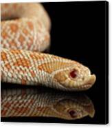 Closeup Pink Pastel Albino Western Hognose Snake, Heterodon Nasicus Isolated On Black Background Canvas Print