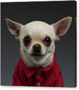 Closeup Portrait Chihuahua Dog In Stylish Clothes. Gray Background Canvas Print