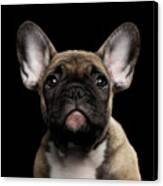 Closeup Portrait French Bulldog Puppy, Cute Looking In Camera Canvas Print