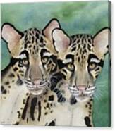 Clouded Leopards Canvas Print