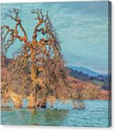 Clouds Above Flooded Tree Canvas Print