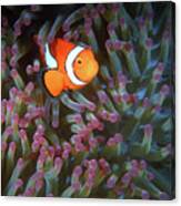 Clownfish In Anemone, Great Barrier Reef 6 Canvas Print