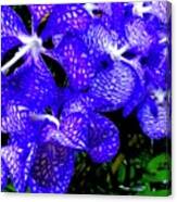 Cluster Of Electric Blue Vanda Orchids Canvas Print