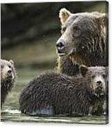 Coastal Brown Bear Spring Cubs  Ursus Canvas Print