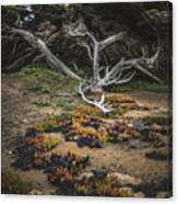 Coastal Guardian Canvas Print