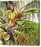 Coconut Palm Canvas Print