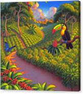 Coffee Plantation Canvas Print
