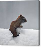 Cold Squirrel Canvas Print