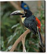 Collared Aracari Canvas Print