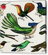 Collection Of Various Birds Canvas Print