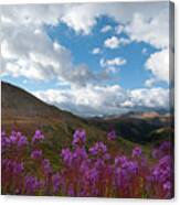 Colorado Fireweed And Sky Landscape Canvas Print