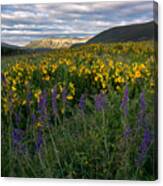 Colorado Wildflower Sunrise Canvas Print