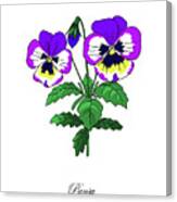 Colored Pansy. Botanical Canvas Print