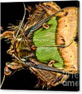 Colorful Cryptic Moth Canvas Print