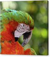 Colorful Parrot Looking Right Canvas Print