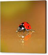 Colorful Red Ladybug Art Canvas Print