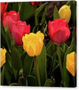 Colorful Tulips Canvas Print