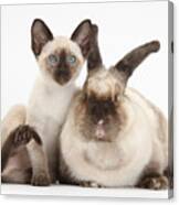 Colorpoint Rabbit And Siamese Kitten Canvas Print