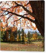 Colors Of Fall Canvas Print