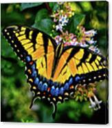Colors Of Nature - Swallowtail Butterfly 003 Canvas Print