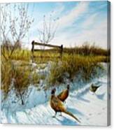 Colors Of Winter - Pheasants Canvas Print