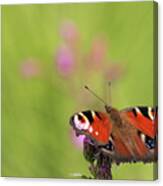 Colours Of Summer Canvas Print