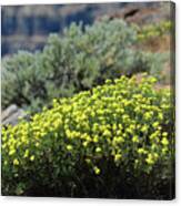 Columbia River Ridge Blooms Canvas Print