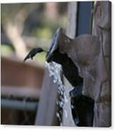 Coming In For Water Canvas Print