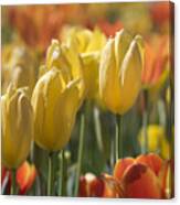 Coming Up Tulips Canvas Print