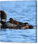 Common Loon And Chick, Close Up Canvas Print