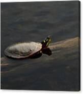 Common Painted Turtle Canvas Print