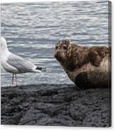Common Seal And The Gull Canvas Print