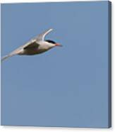 Common Tern In Flight Canvas Print