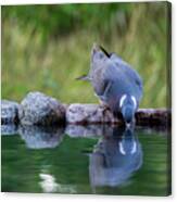Common Wood Pigeon Drinking At The Waterhole From The Front Canvas Print