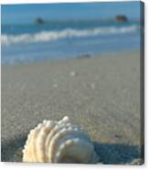 Conch Shell Canvas Print