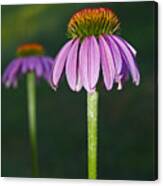 Cone Flower Canvas Print