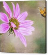 Coneflower And Butterfly Canvas Print