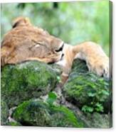 Contented Sleeping Lion Canvas Print