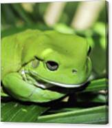 Cool Green Frog 001 Canvas Print