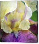 Cool Toned Purple Iris 0319 Idp_3 Canvas Print