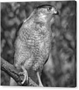 Coopers Hawk Bw Canvas Print