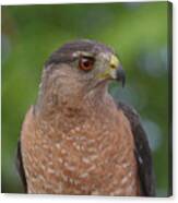 Cooper's Hawk Ii Canvas Print