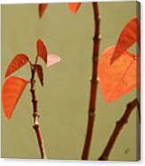 Copper Plant 2 Canvas Print