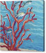 Coral Assets Canvas Print
