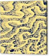 Coral Fossil Abstract -02 Canvas Print