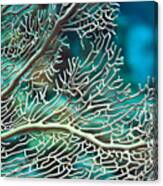 Coral Texture Canvas Print