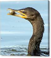 Cormorant And Fish Canvas Print