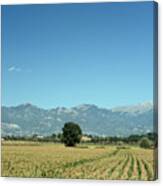 Corn Field With Terminillo Ii Canvas Print