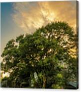 Corner Oak Canvas Print