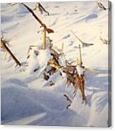Cornfield Under Snowdrifts Canvas Print